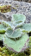 Hieracium murorum