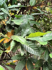 Synsepalum dulcificum