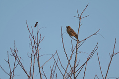 Emberiza leucocephalos