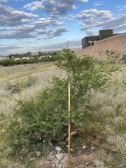 Vachellia schaffneri