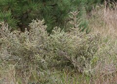 Echium italicum biebersteinii