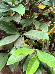Synsepalum dulcificum