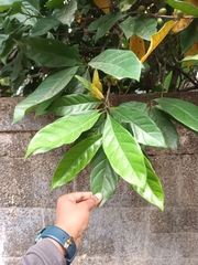 Synsepalum dulcificum