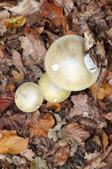 Amanita phalloides