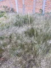 Vachellia schaffneri