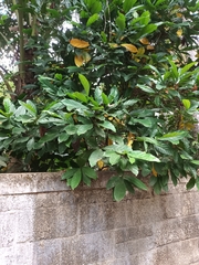 Synsepalum dulcificum