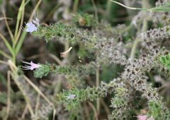 Echium italicum biebersteinii