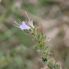 Echium italicum biebersteinii
