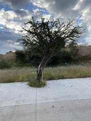 Vachellia schaffneri