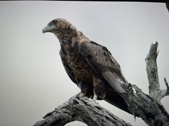 Terathopius ecaudatus