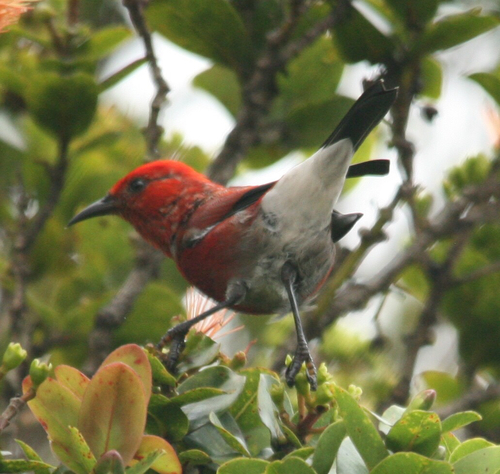 ʻApapane