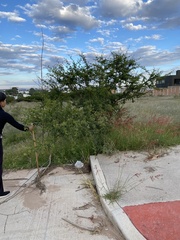 Vachellia schaffneri