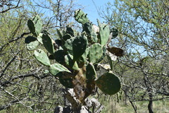 Opuntia megapotamica