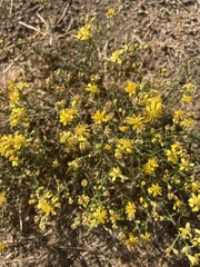 Gutierrezia californica