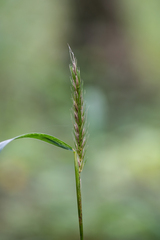Elymus virginicus