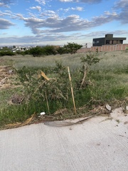 Vachellia schaffneri