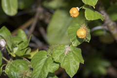 Passiflora vesicaria