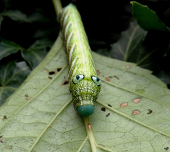 Rhagastis albomarginata