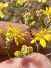 Gutierrezia californica