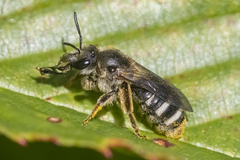 Lasioglossum leucozonium