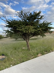 Vachellia schaffneri