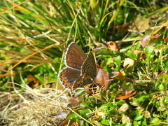 Polyommatus bellargus