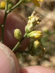 Gutierrezia californica