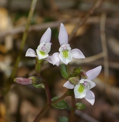 Triphora trianthophoros