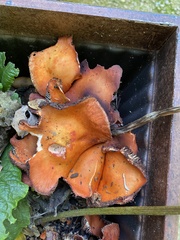 Omphalotus olearius