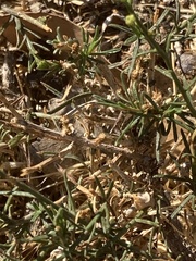 Gutierrezia californica