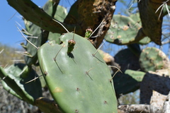 Opuntia megapotamica