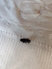 Glischrochilus quadrisignatus