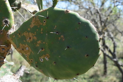 Opuntia megapotamica