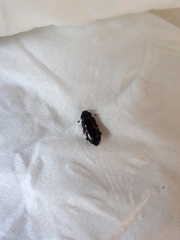 Glischrochilus quadrisignatus