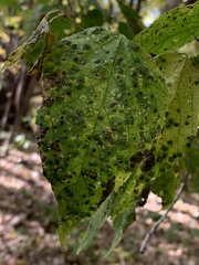 Pachypsylla celtidisvesicula