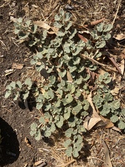Malvella leprosa