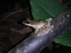 Odorrana hosii