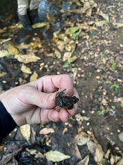 Phrynobatrachus natalensis