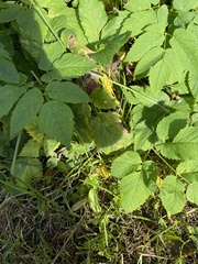 Aegopodium