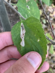 Nepticuloidea
