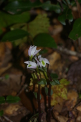 Triphora trianthophoros