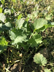 Brassica napus