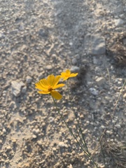 Thelesperma simplicifolium