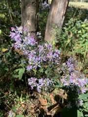 Symphyotrichum cordifolium