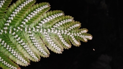 Selaginella