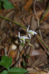 Triphora trianthophoros