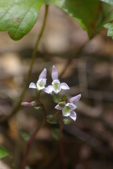 Triphora trianthophoros