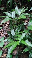 Selaginella