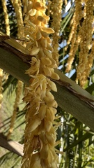 Butia