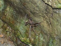 Dolomedes raptor